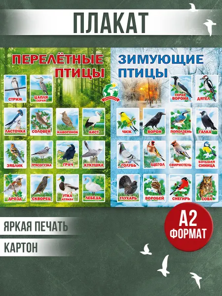 ТМ Мир поздравлений плакат окружающий мир птицы обучающий детский в школу
