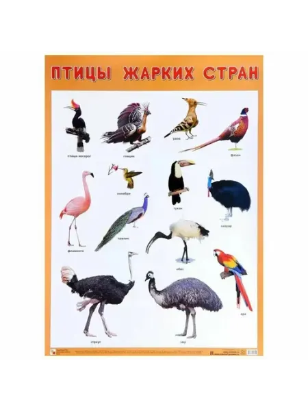 Мозаика-Синтез Развивающие плакаты Птицы жарких стран