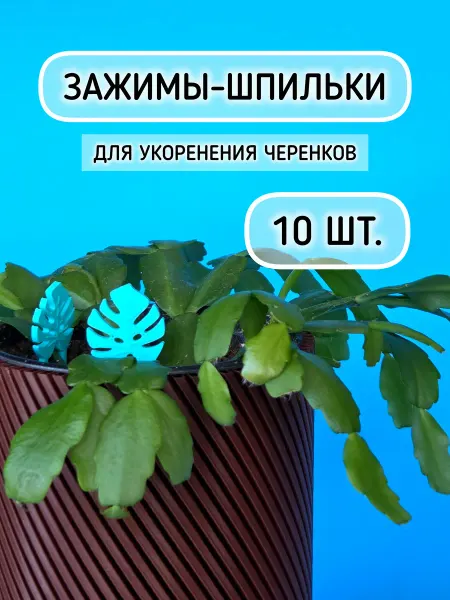 Зажимы-шпильки для укоренения черенков. Монстера