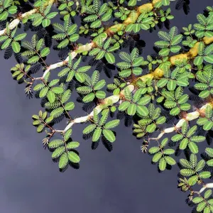 Аквариумное Растение живое, Мимоза водная Нептуния, 1 ветка