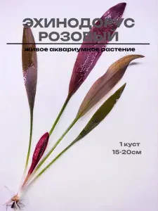Эхинодорус Розовый (1 куст). Живое аквариумное растение