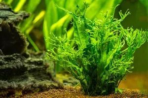 Папоротник Винделова 1 куст из 10 листьев/Аквариумные растения