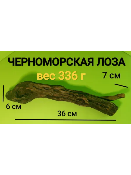 ЧЕРНОМОРСКАЯ виноградная лоза для аквариума, террариума