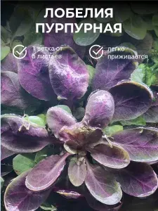 Лобелия пурпурная (кардинальская) 1 ветка от 8 листьев/Растение для аквариума