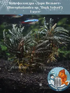 Аквариумное растение Буцефаландра Темный вельвет (Bucephalandra dark velvet), живое аквариумное растение 1 куст