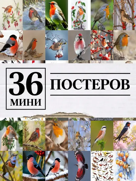 1-й Стикер Минипостеры 36 шт птицы россии малиновка