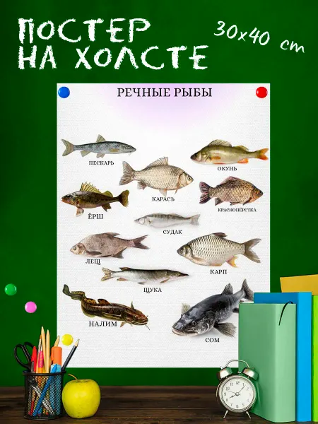 High School Обучающий плакат для школы Речные рыбы 30х40 см