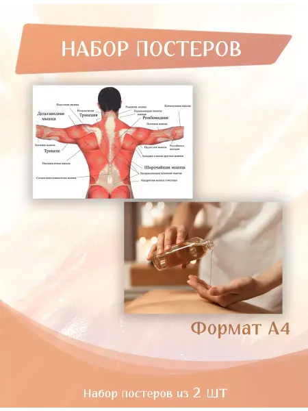 POSTERNAK Постеры 2 шт А4 массаж, салон красоты, анатомия мышц (1,2)