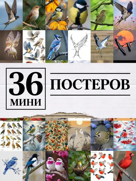1-й Стикер Минипостеры 36 шт птицами