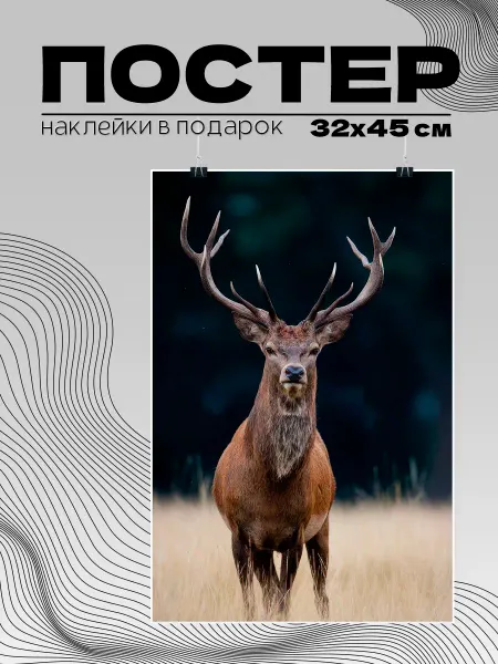 Бюро Блокнотов Постер 32х45 фото Алтайский марал