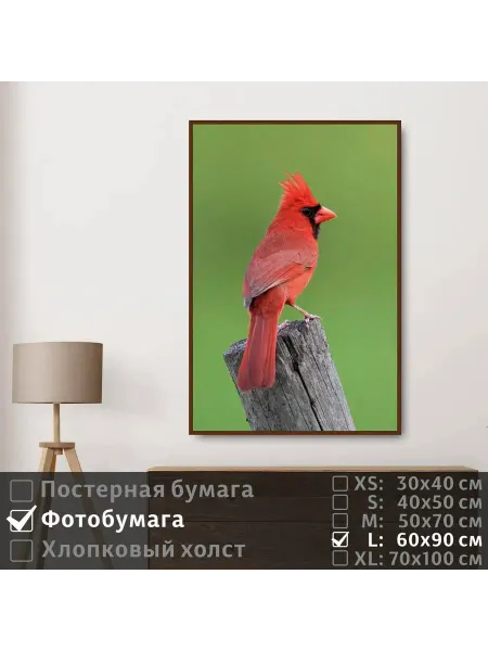 ПолиЦентр Постер Красная Птица Сидит Наблюдает Глазами, 60х90 см