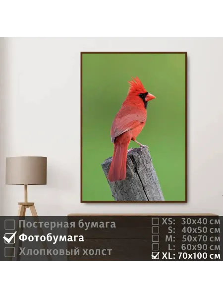 ПолиЦентр Постер Красная Птица Сидит Наблюдает Глазами, 70х100 см