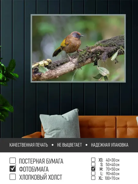 ПолиЦентр Постер на фотобумаге Маленькая птичка на ветке, 70х50 см
