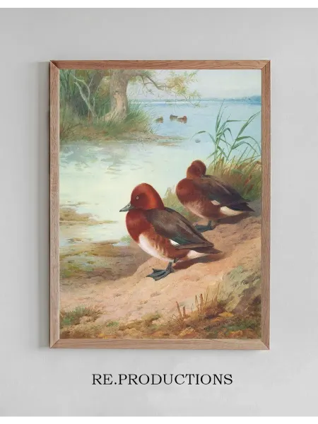 Re.productions Постер Ferruginous Duck - Archibald Thorburn
