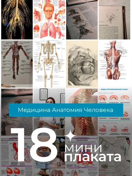 KONNESSI Постеры Медицина и анатомия человека. 18шт