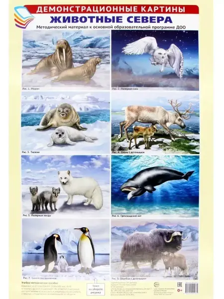 Posters X Демонстрационные картины А3. Животные Севера