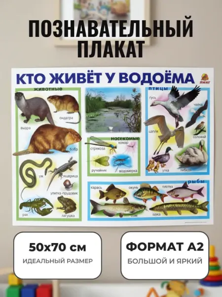 ЛИНГ Развивающий плакат А2. Кто живет у водоёма