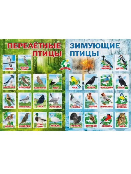 Плакат А2 «Перелетные и зимующие птицы»