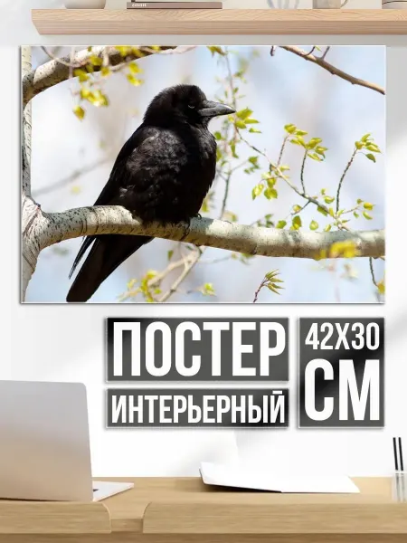Плакат постер Черная птица на ветке