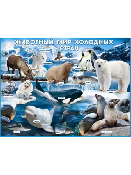 Палон Плакат Животный мир холодных стран