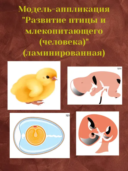 Модель-аппликация "Развитие птицы и млекопит (человека)"