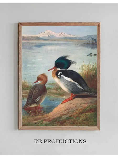 Re.productions Постер Red-Breasted Merganser - Archibald Thorburn