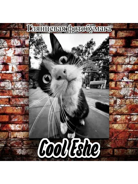 Cool Eshe Постер "Черно-белое фото кота, смотрит в камеру" А4