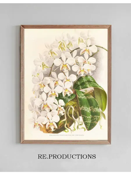 Re.productions Постер Phalaenopsis Stuartiana - Jean Jules Linden