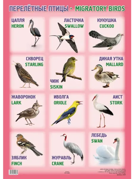 8&8 А2 Плакат. ПЕРЕЛЁТНЫЕ ПТИЦЫ migratory birds