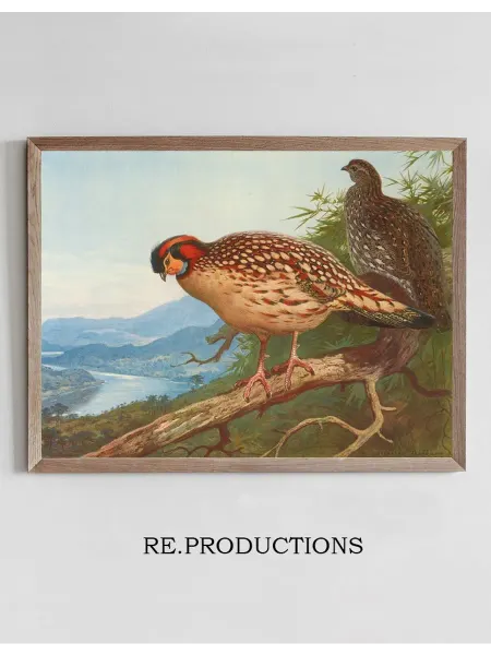 Re.productions Постер Cabot’s Tragopan - Archibald Thorburn