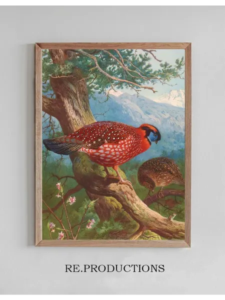 Re.productions Постер Temminck’s Tragopan - Archibald Thorburn