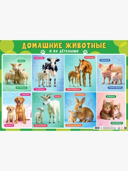 Краски шоу Обучающий плакат Домашние животные и их детёныши А2