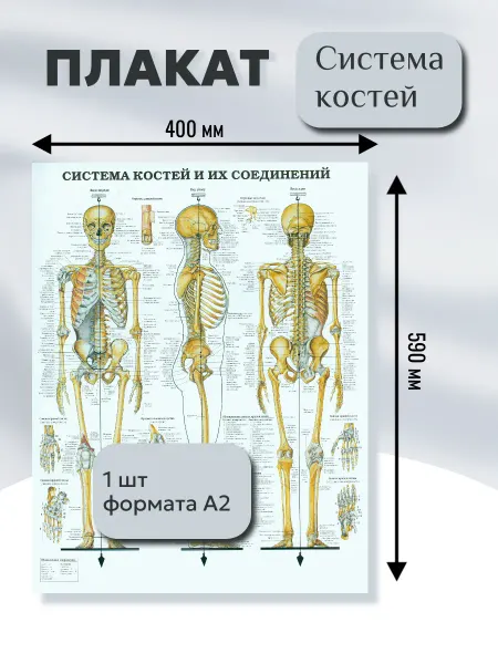 Постер формат А2"Система костей и их соединение"