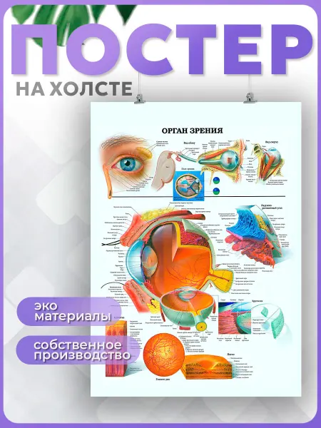 POSTERNAK Постер анатомия глаза зрение для врача офтальмология 2 50х70