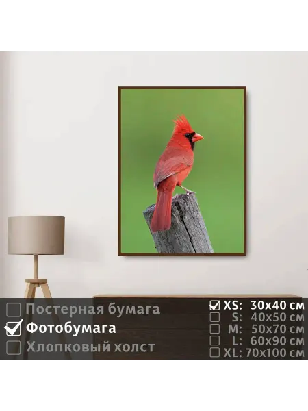 ПолиЦентр Постер Красная Птица Сидит Наблюдает Глазами, 30х40 см