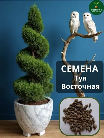 Семена Туя Восточная 20-штук+
