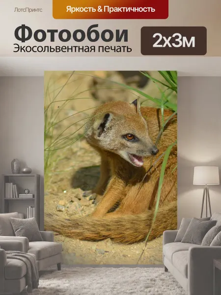 LotsPrints Фотообои "Желтый мангуст, cynictis penicillata, африка" 2x3м