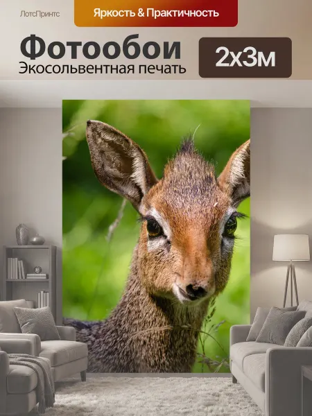 LotsPrints Фотообои "Дик Дик Портрет антилопы Дика Дика dik." 2x3м