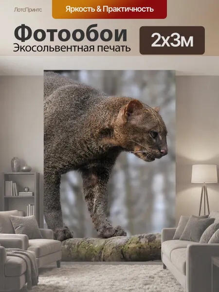 LotsPrints Фотообои "Jaguarundi, feline, животное" 2x3м