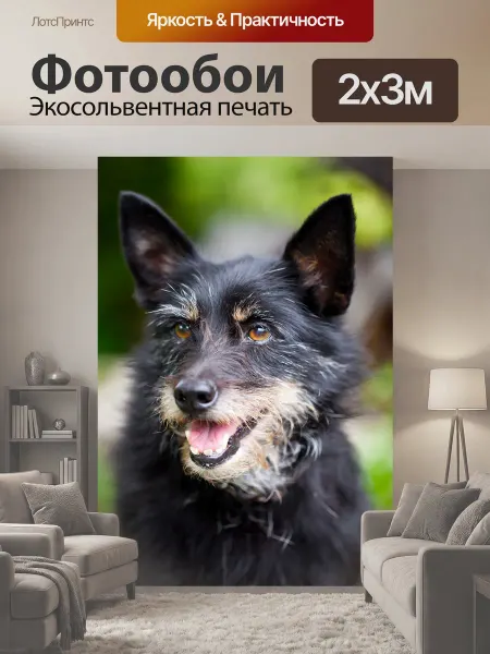 LotsPrints Фотообои "Взрослый, животное, чернить" 2x3м