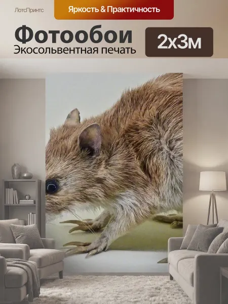 LotsPrints Фотообои "Бандикут, сумчатое животное, австралия" 2x3м