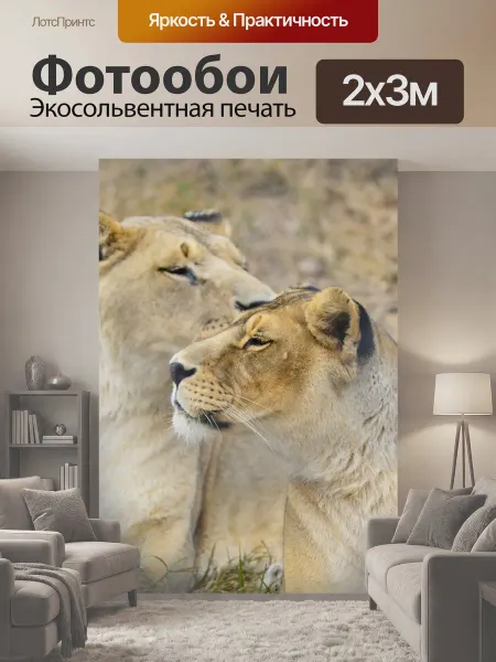 LotsPrints Фотообои "Львица, лев, африка" 2x3м