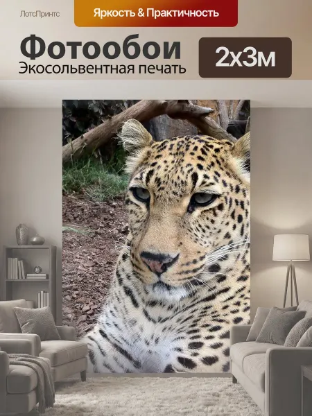 LotsPrints Фотообои "Леопард, большие кошки, дикая природа" 2x3м