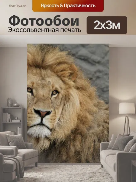 LotsPrints Фотообои "Лев, львиная грива, большой кот" 2x3м