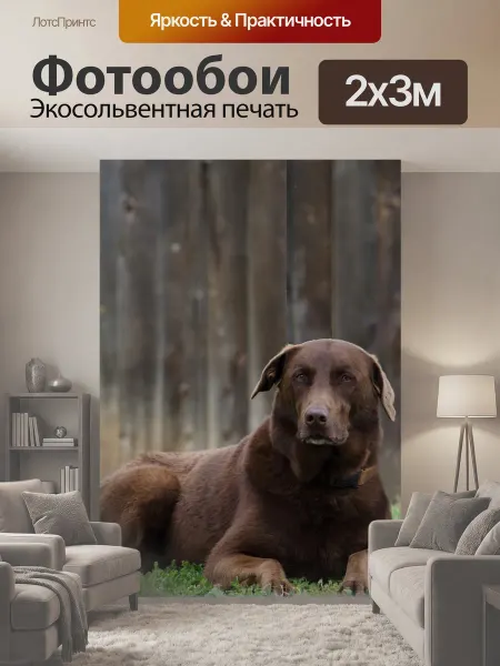 LotsPrints Фотообои "Животное, собака, браун" 2x3м