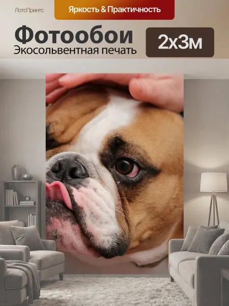LotsPrints Фотообои "Бульдог, собачий, собака" 2x3м