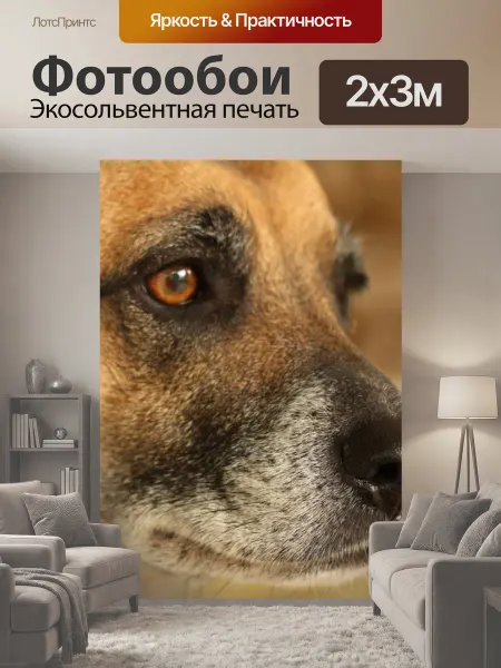 LotsPrints Фотообои "Собака, дворняга, гибрида" 2x3м