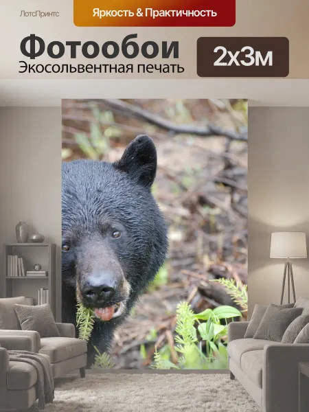 LotsPrints Фотообои "Черный медведь, животные, голова" 2x3м