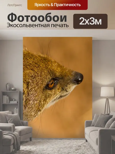 LotsPrints Фотообои "Мангуста, животное, дикая природа" 2x3м