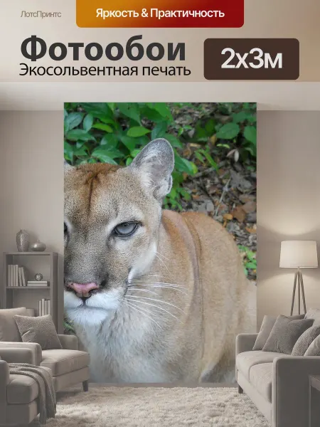 LotsPrints Фотообои "Пума, кошка, дикая природа" 2x3м